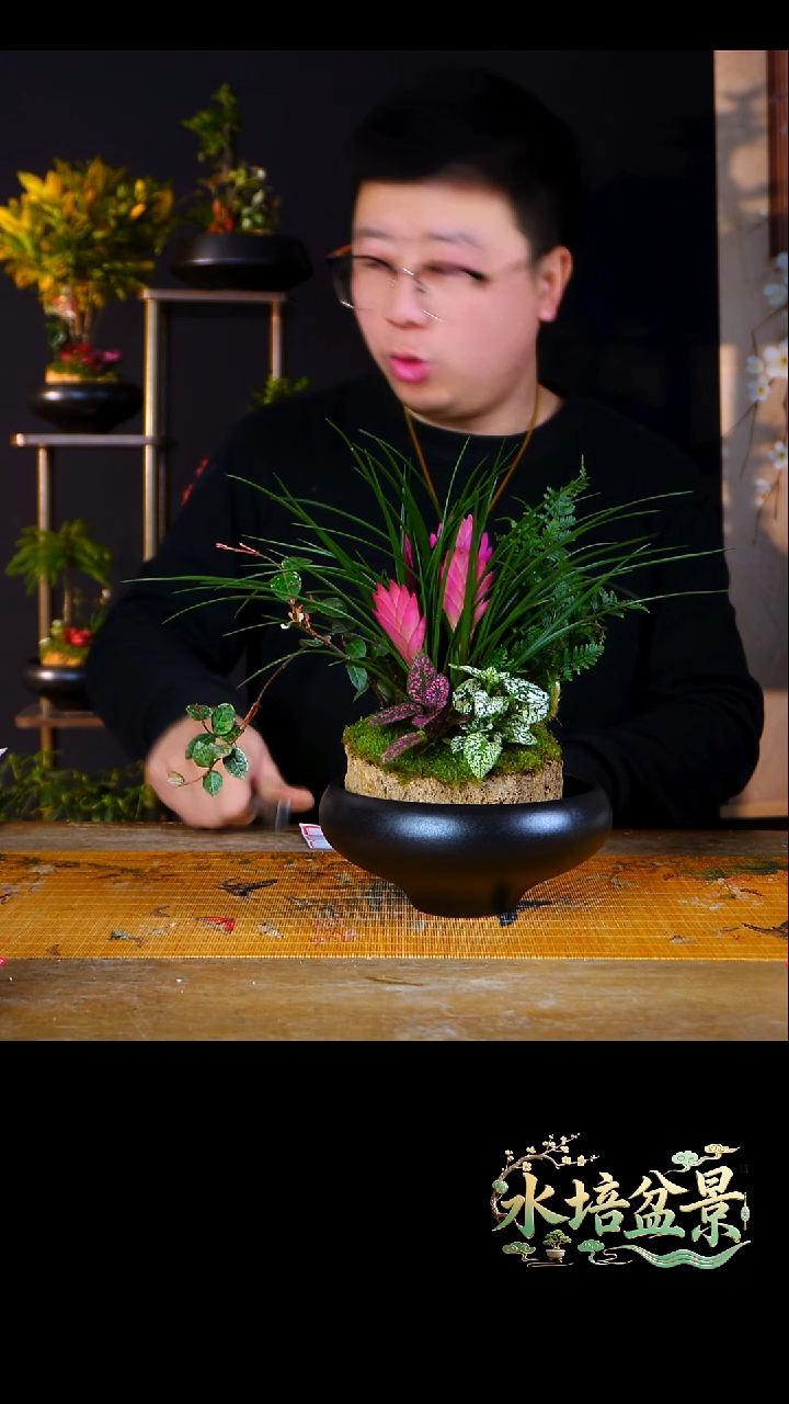 石云社一物一拍组合盆栽8