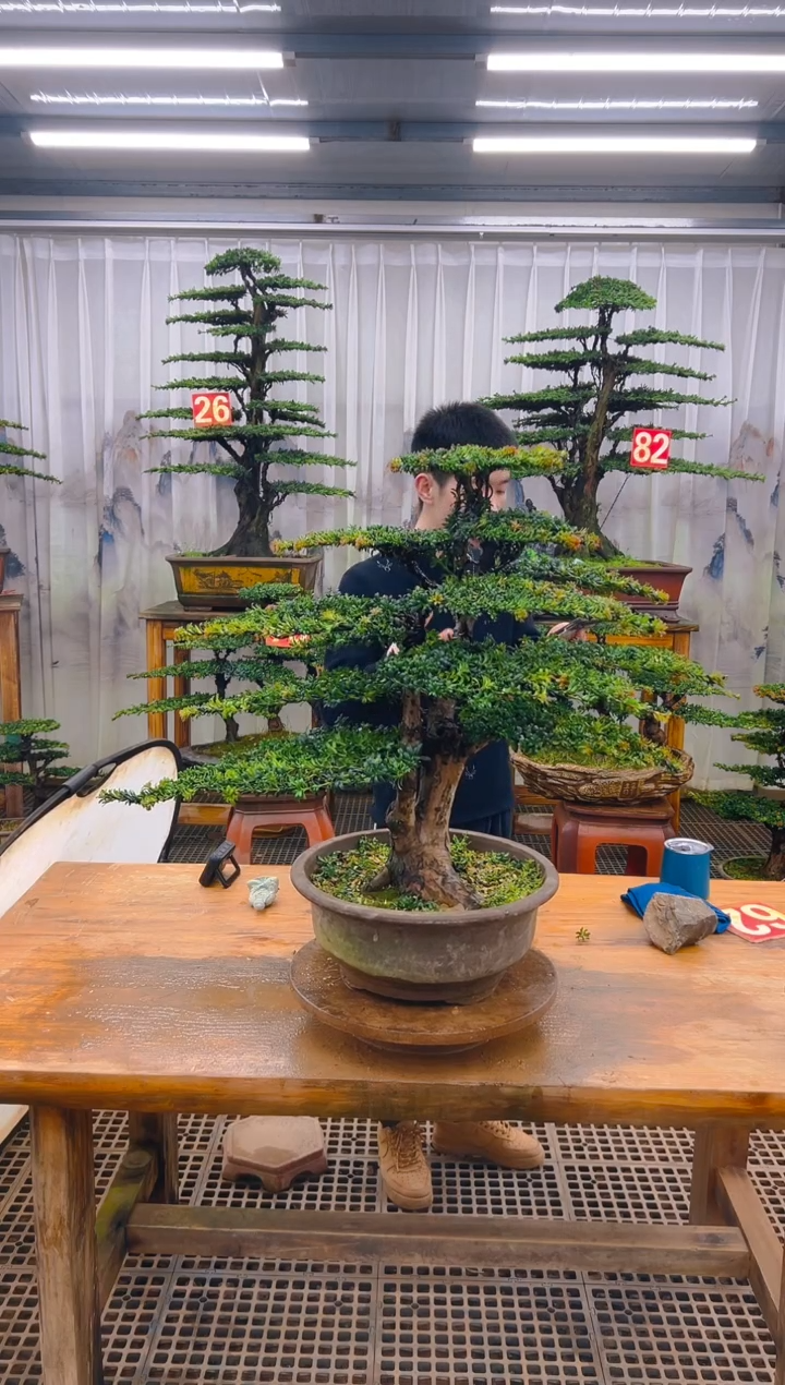 无花朵精品盆景直播间一物一拍