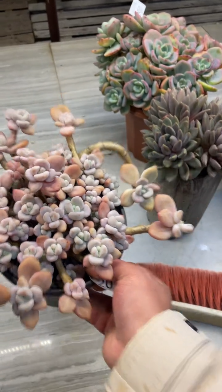 【闪购商品】202洛神