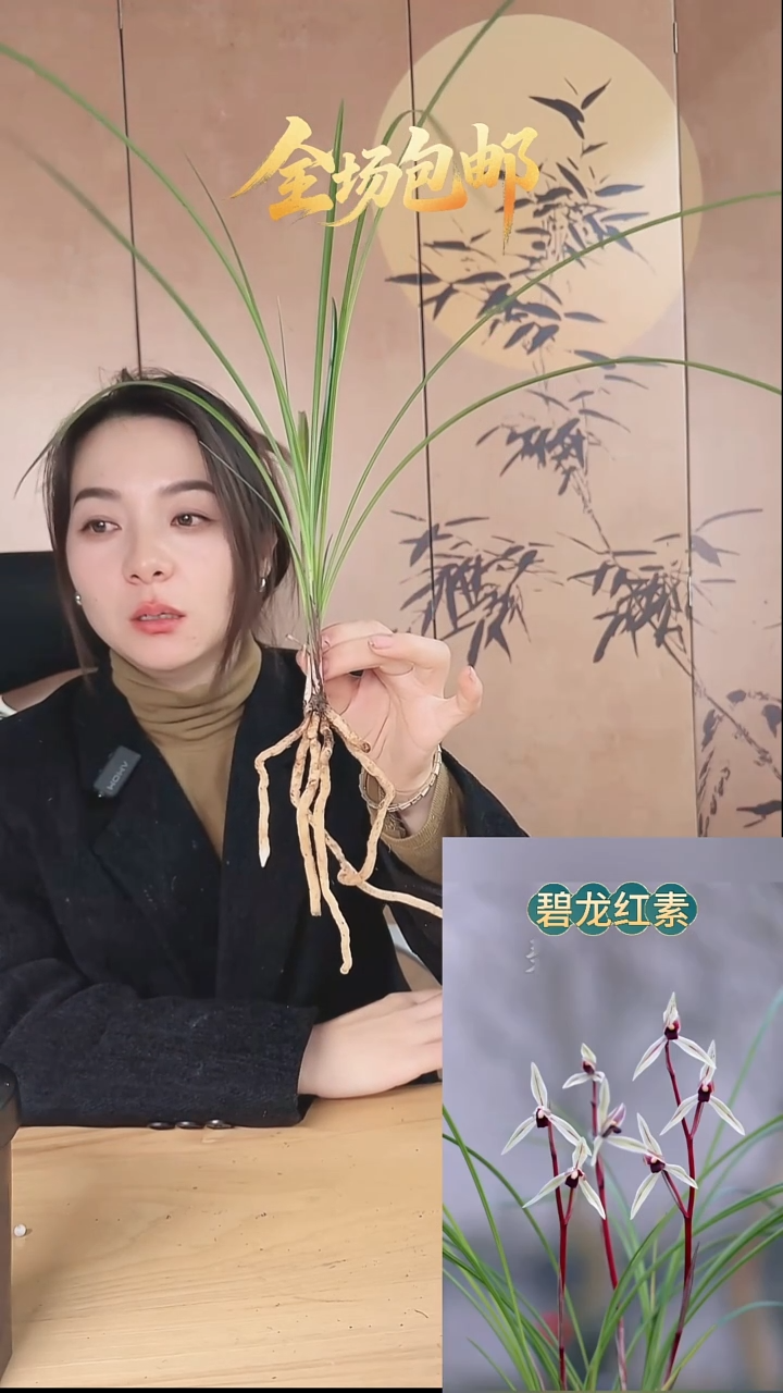 当前无花栽培后可以开花：碧龙红素