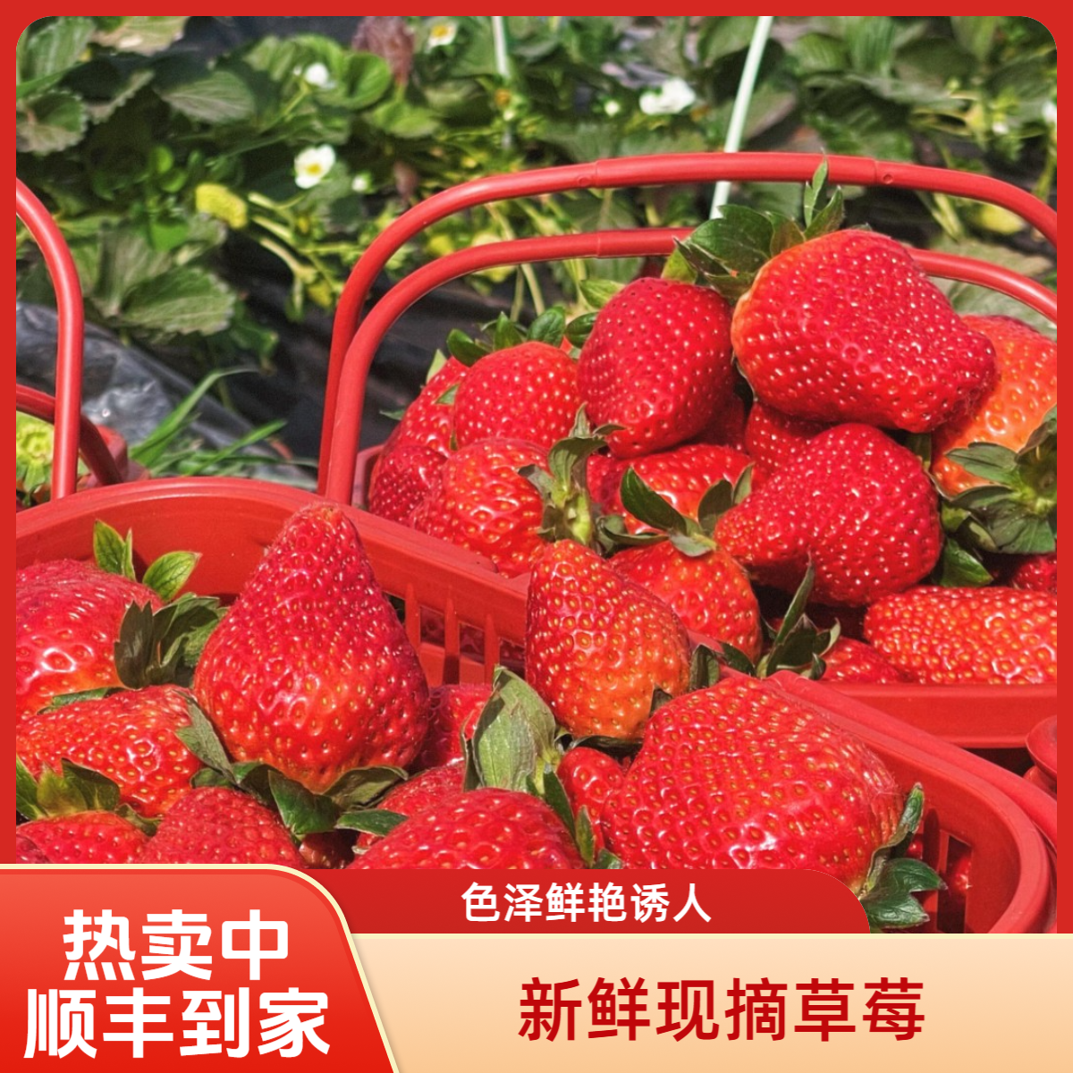 【顺丰精选】大凉山高原露天种植奶油草莓新鲜现摘香甜非丹东99