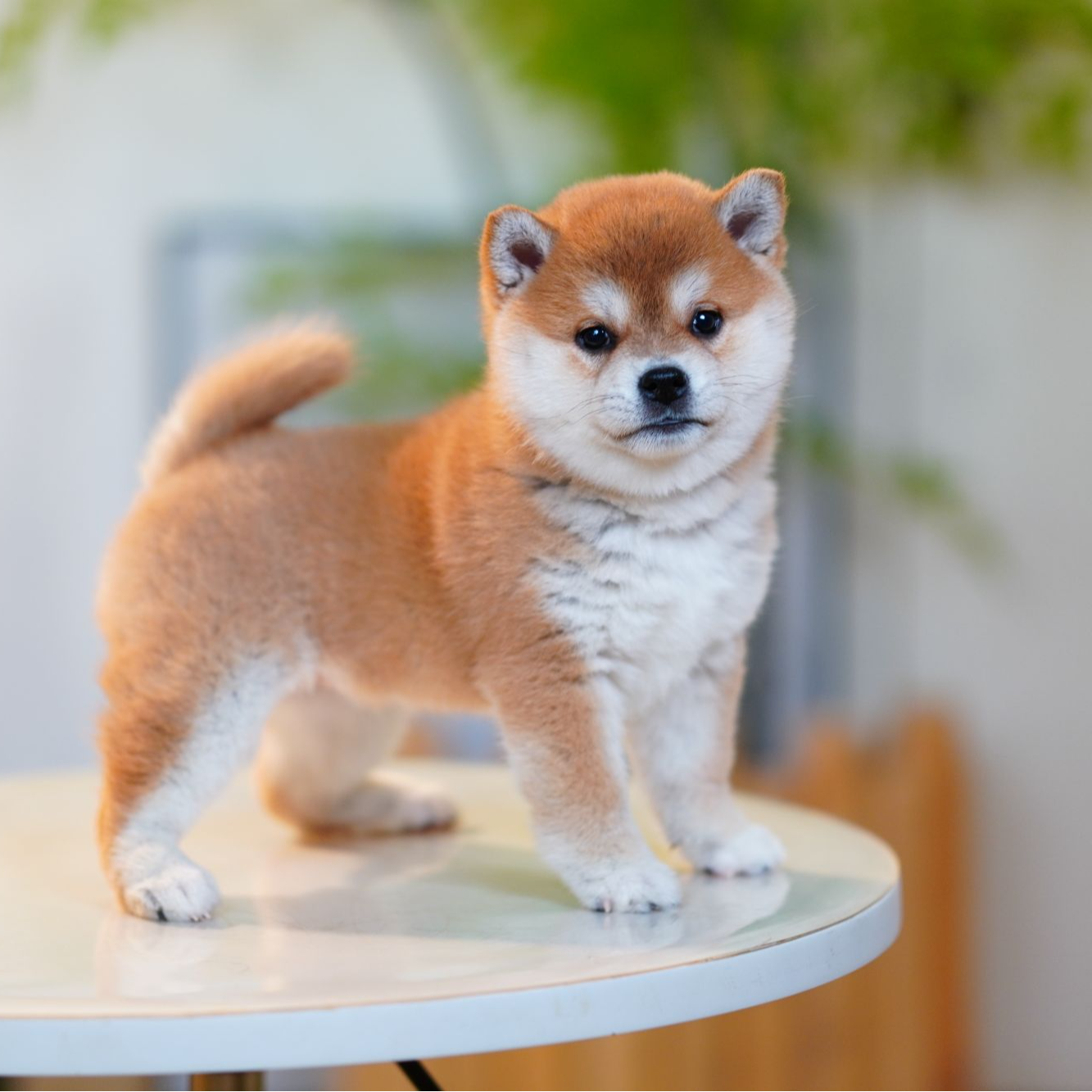 【贵妃妹妹】赤柴豆柴黑柴白柴狗狗幼犬纯种双血统宠物