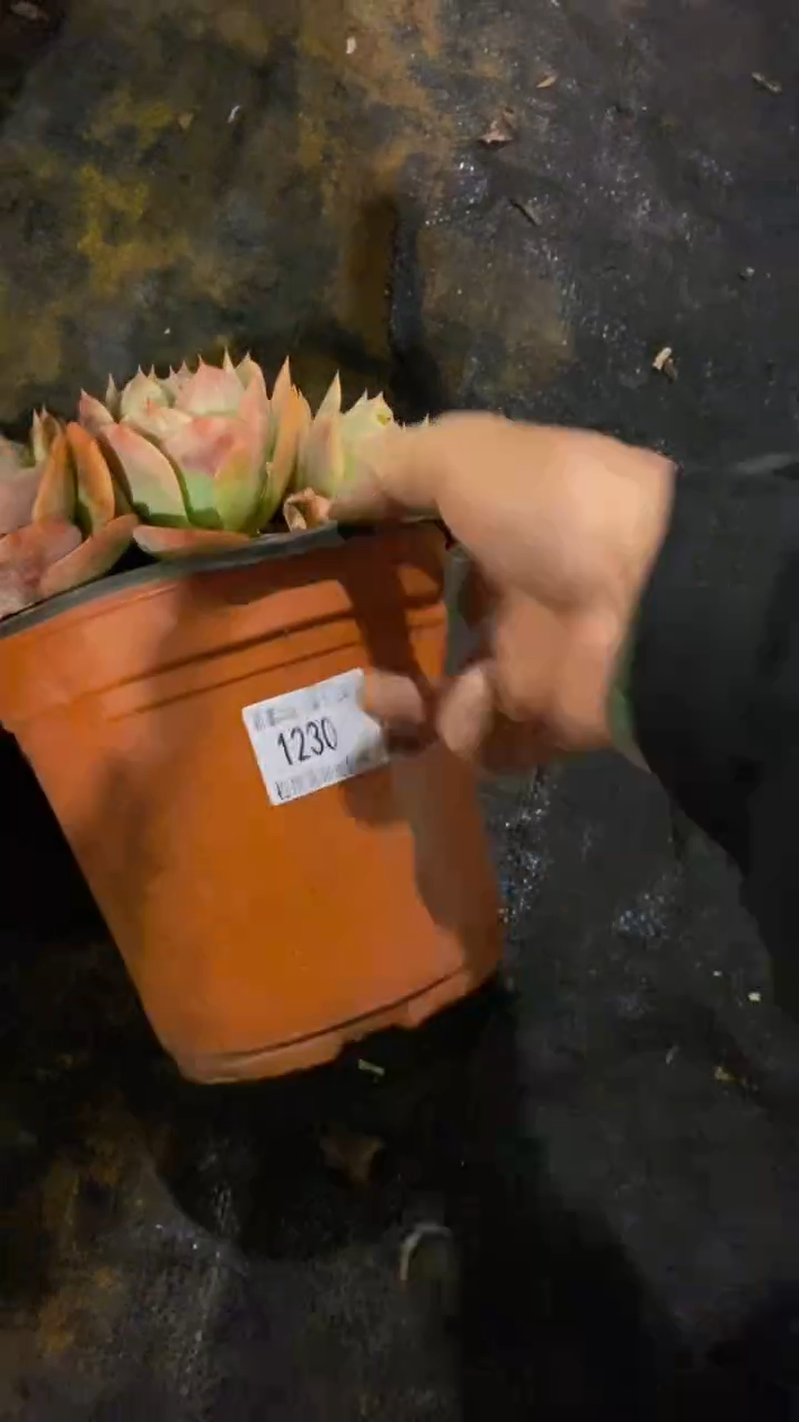 【闪购商品】1230