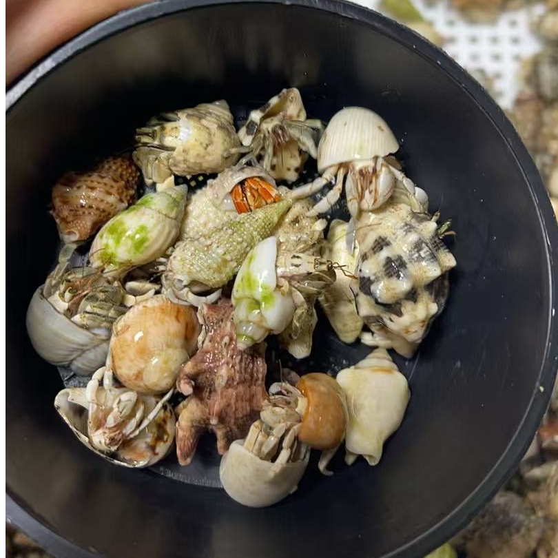 陆生寄居蟹陆生寄居小彩豆丁