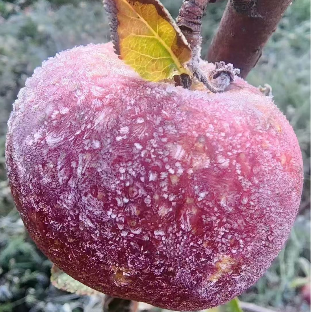 【私人定制100%包糖心】正宗大凉山盐源丑苹果新鲜脆甜多汁产地直发