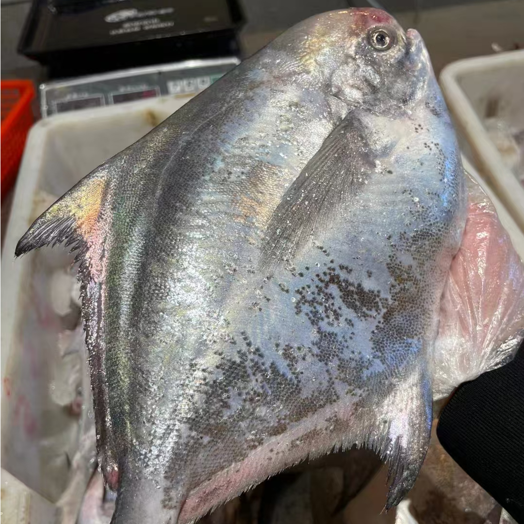 【宁东宴专属】深海野生新鲜鲳鱼 