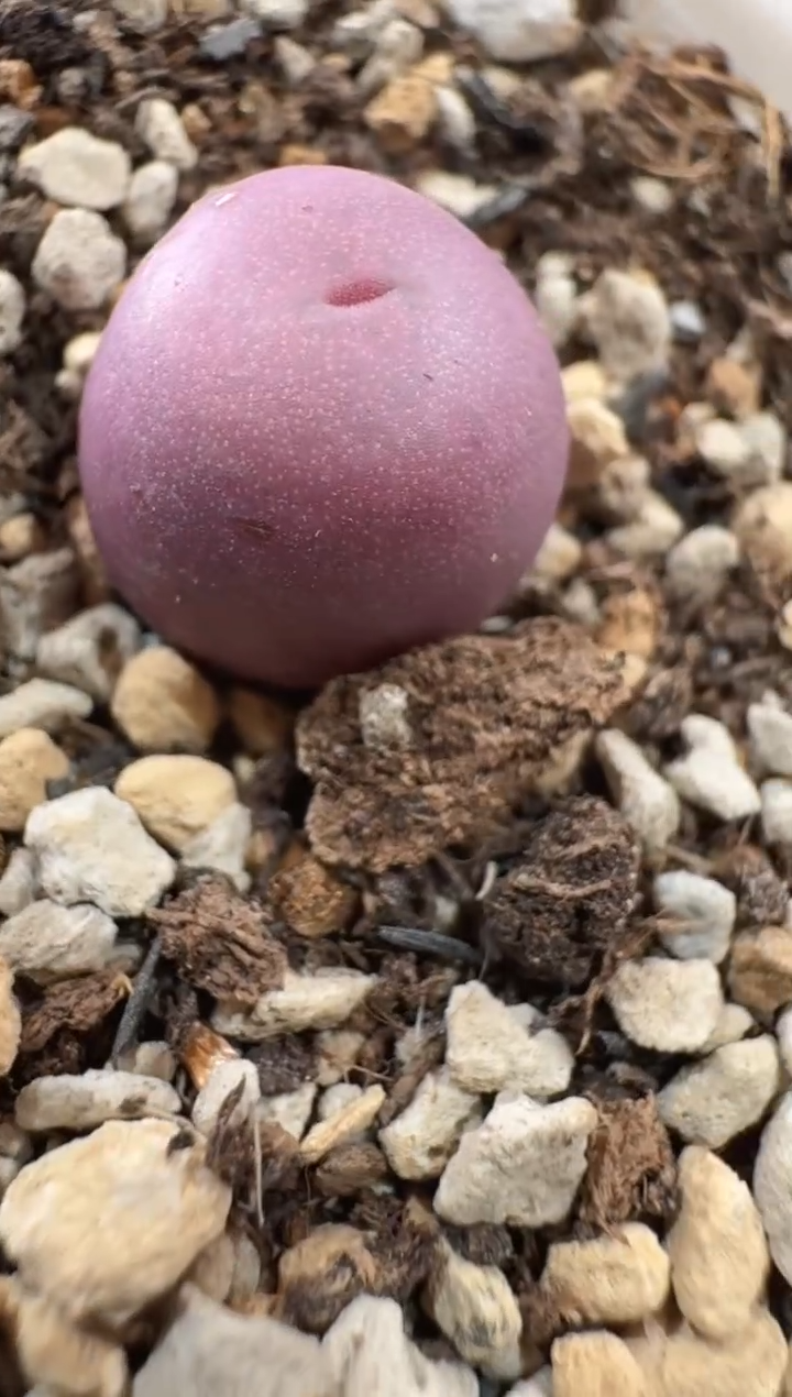 风****生12-88多肉植物肉锥一颗