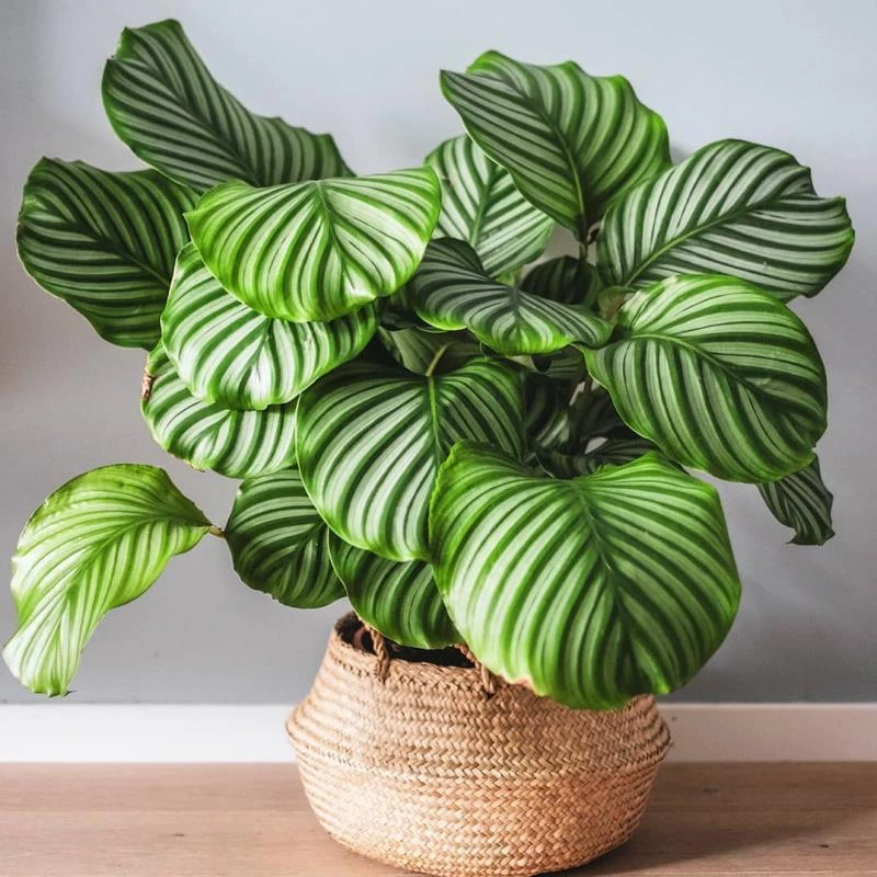 青苹果竹芋盆栽室内吸甲醛观叶植物四季常青好养绿植客厅装饰