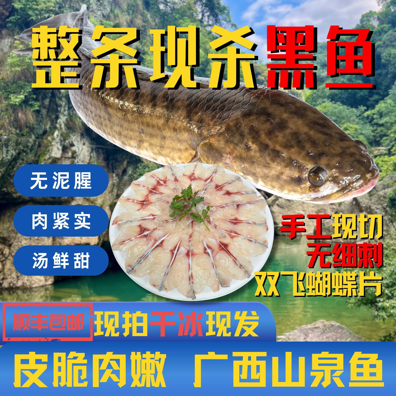 「直播现称杀」广西山泉水黑鱼/斑鱼 无泥腥无细刺手工切片顺丰包邮