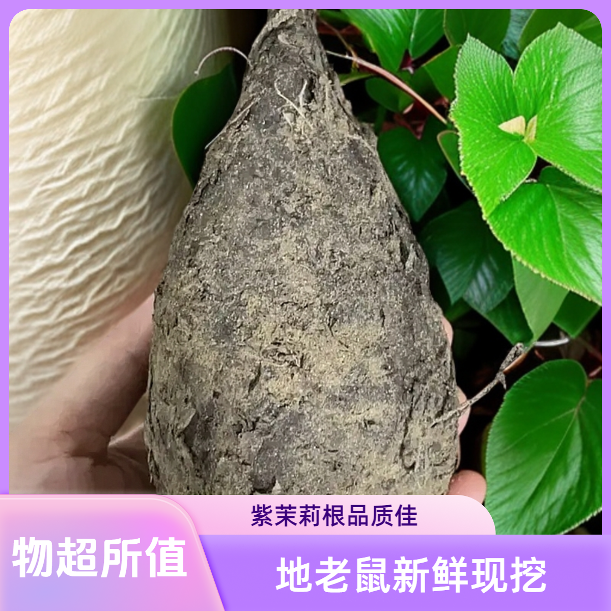 【地老鼠】钻地老鼠 紫茉莉根 现挖鲜货