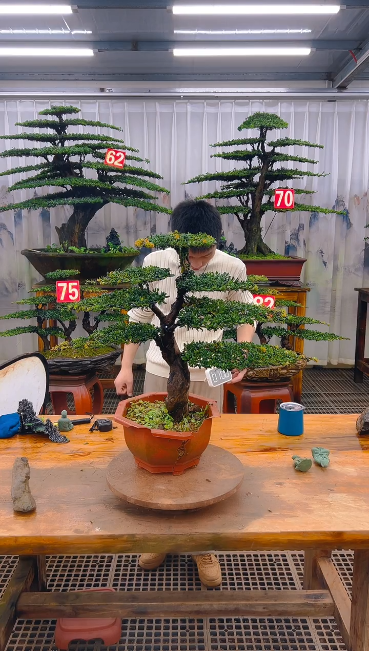 无花朵精品盆景直播间一物一拍