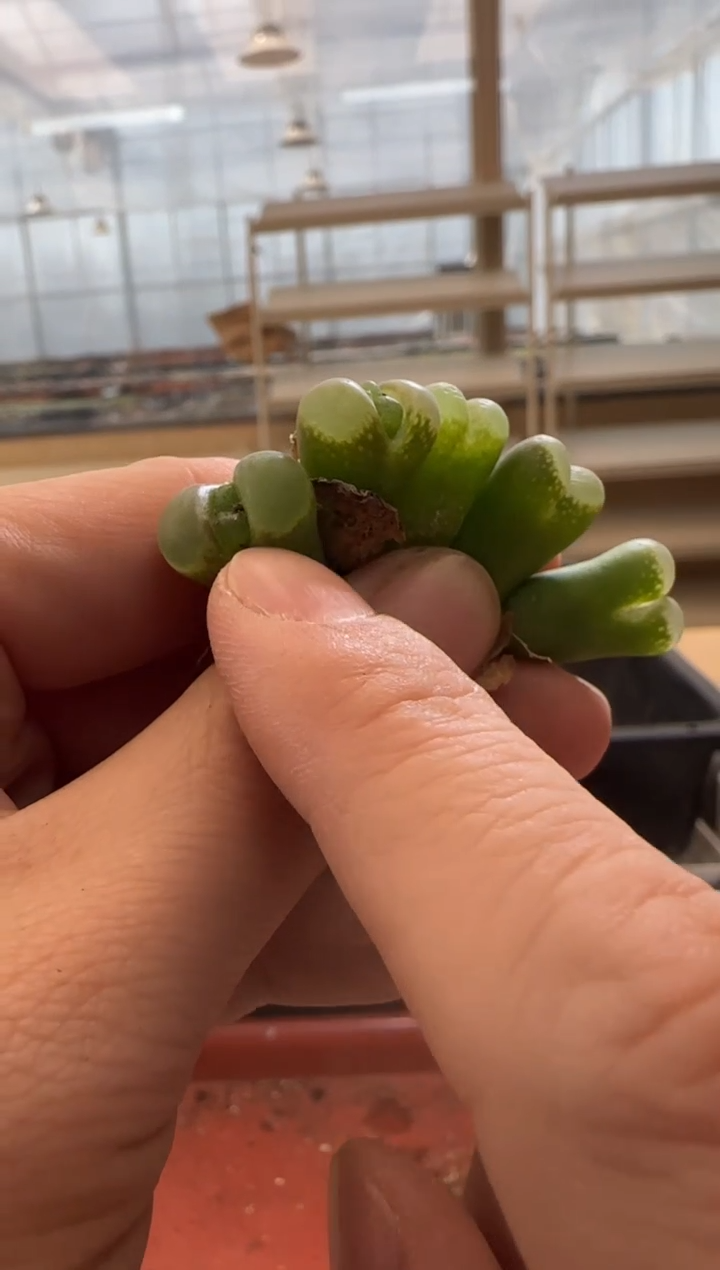 【闪购商品】13-115