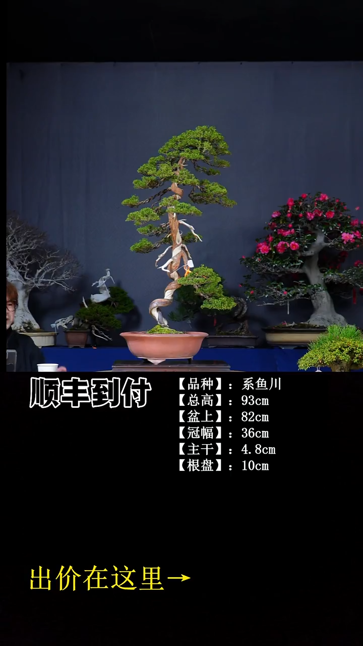 无花朵系鱼川 不包邮