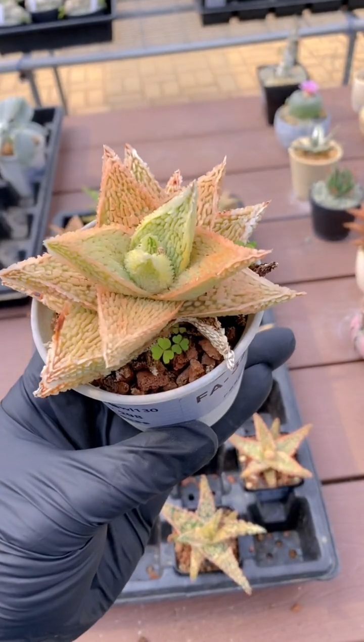 【闪购商品】园艺芦荟wl130FA-3200