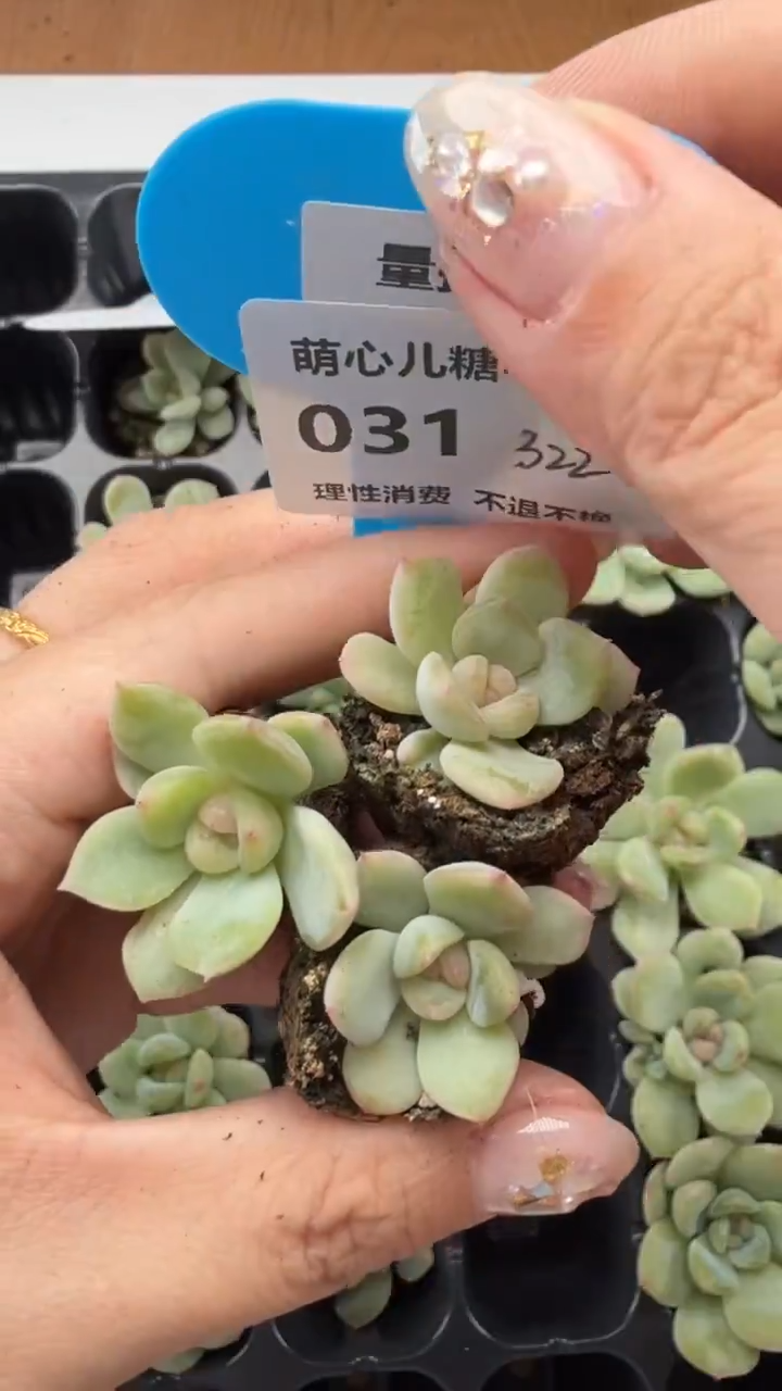 031 t322甜心3颗多肉量拍