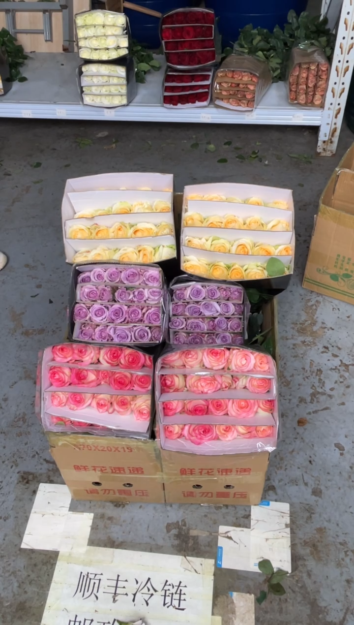 香槟20枝+艾沙20枝+海洋之歌20枝