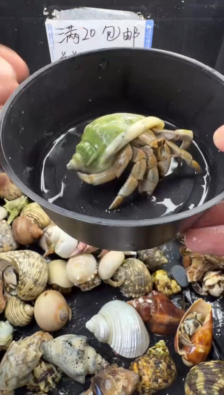 2.5口奥瓜一只，不包全品