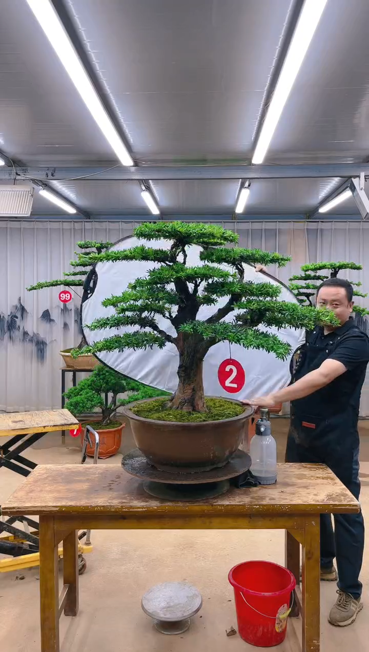 木精品罗汉松盆景  一物一拍