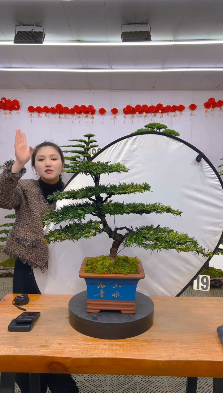 【闪购商品】盆景1