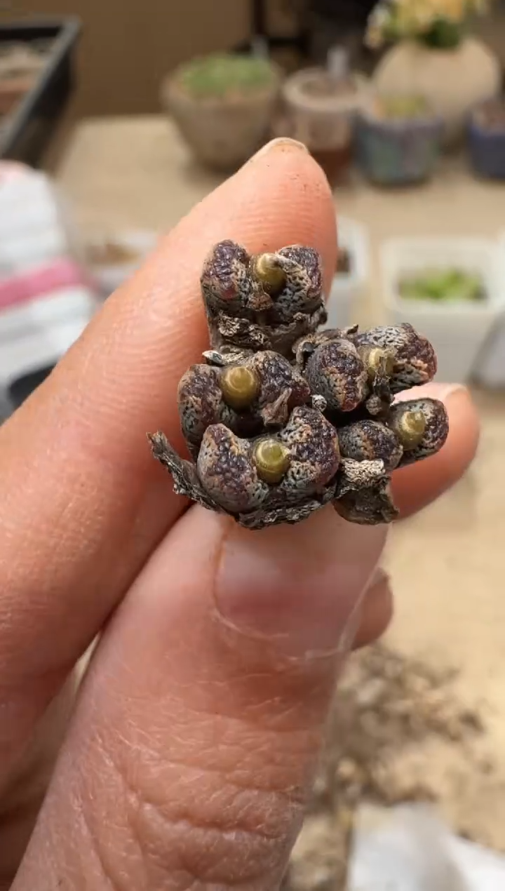 多肉植物肉锥3-378