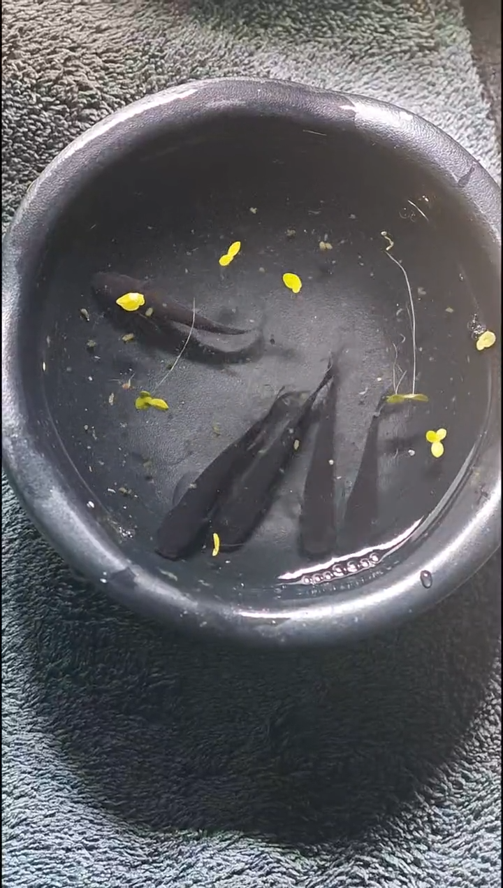 青鳉鱼观背青鳉012