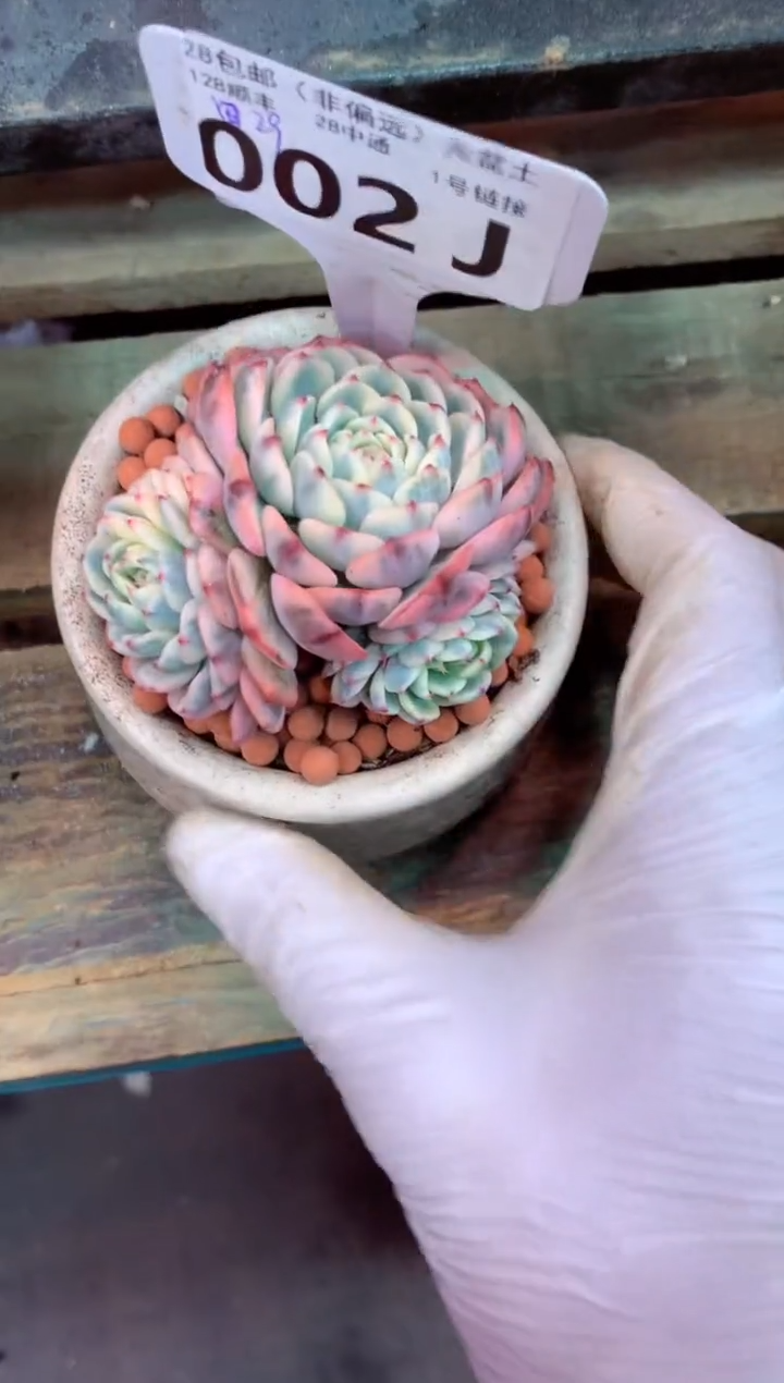 002J（一物一拍，精品多肉，w所见即所得 ）