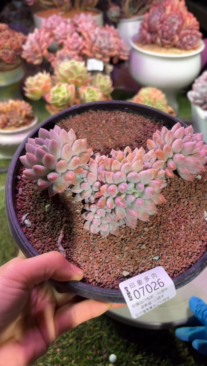 【闪购商品】07026