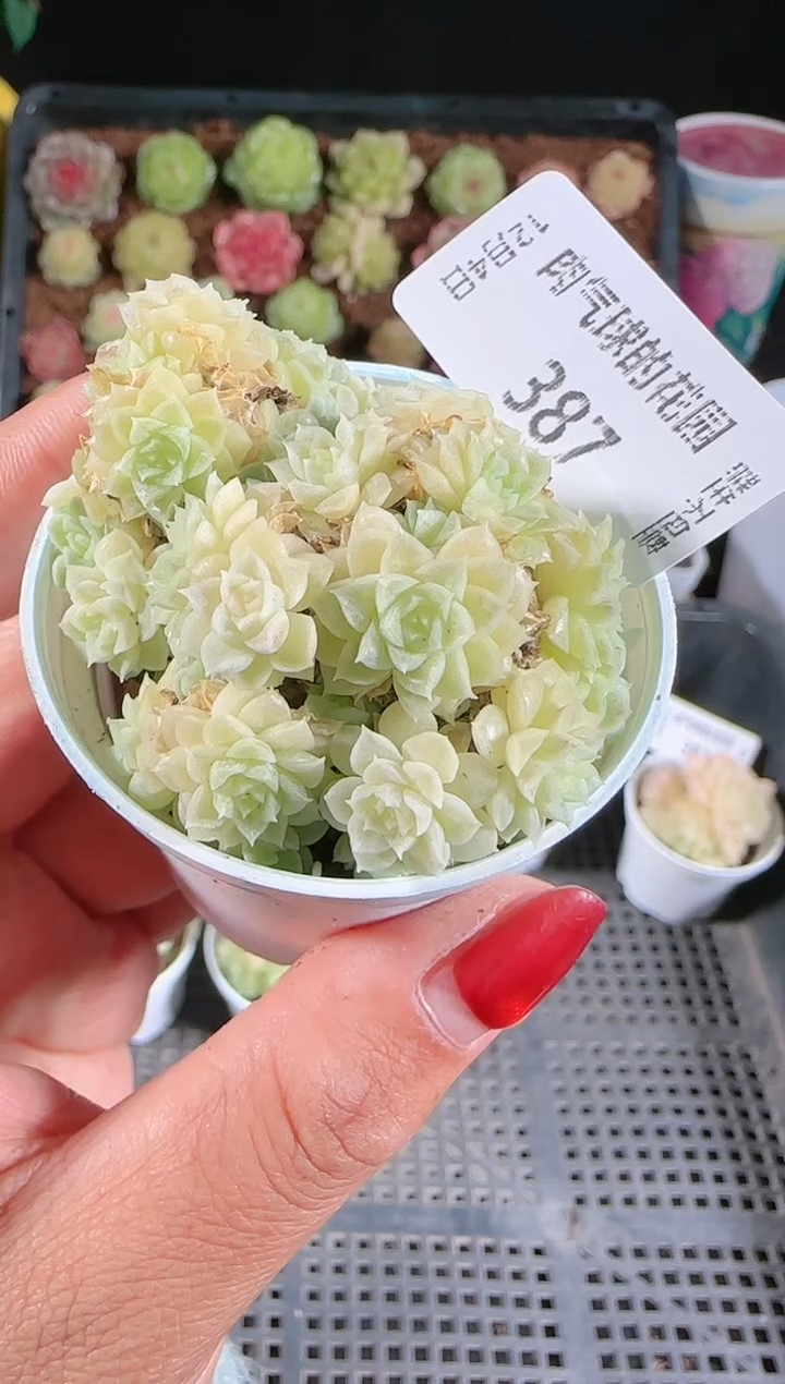 1104-387m1-451多肉群生不包整