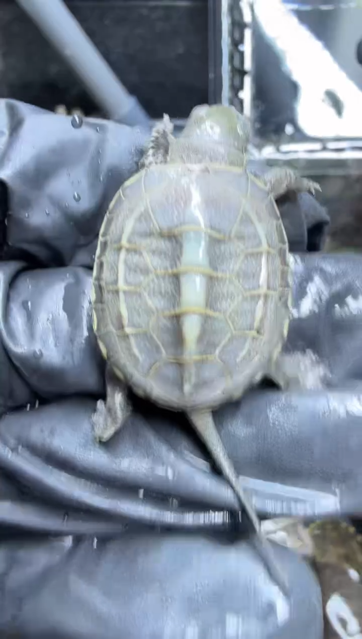 公母搭配宠物龟37号闪购