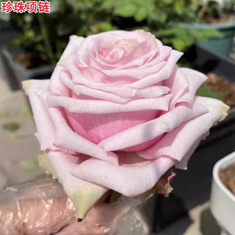 超新品珍珠项链月季苗灌木大花切花玫瑰庭院阳台盆栽开花