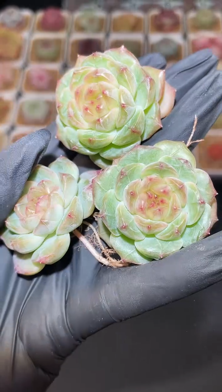 闪购2967 水墨多肉一颗  3.5-4厘米