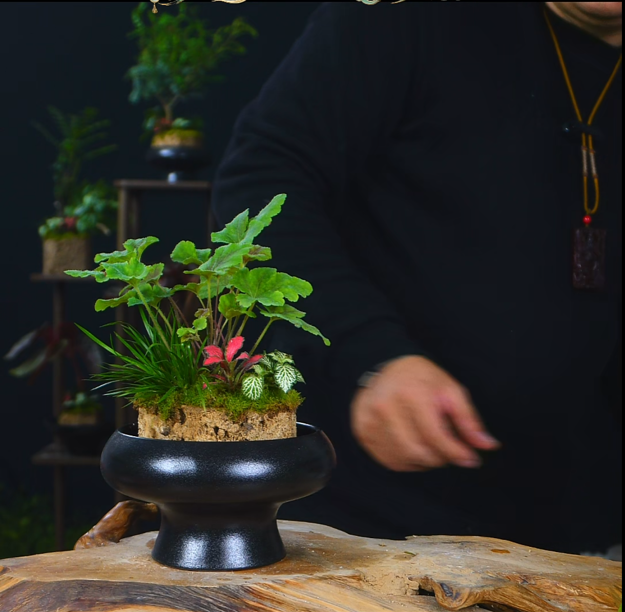 狼尾蕨盆栽懒人绿植吸水石上水石盆景好养净化加湿微景观文昌竹