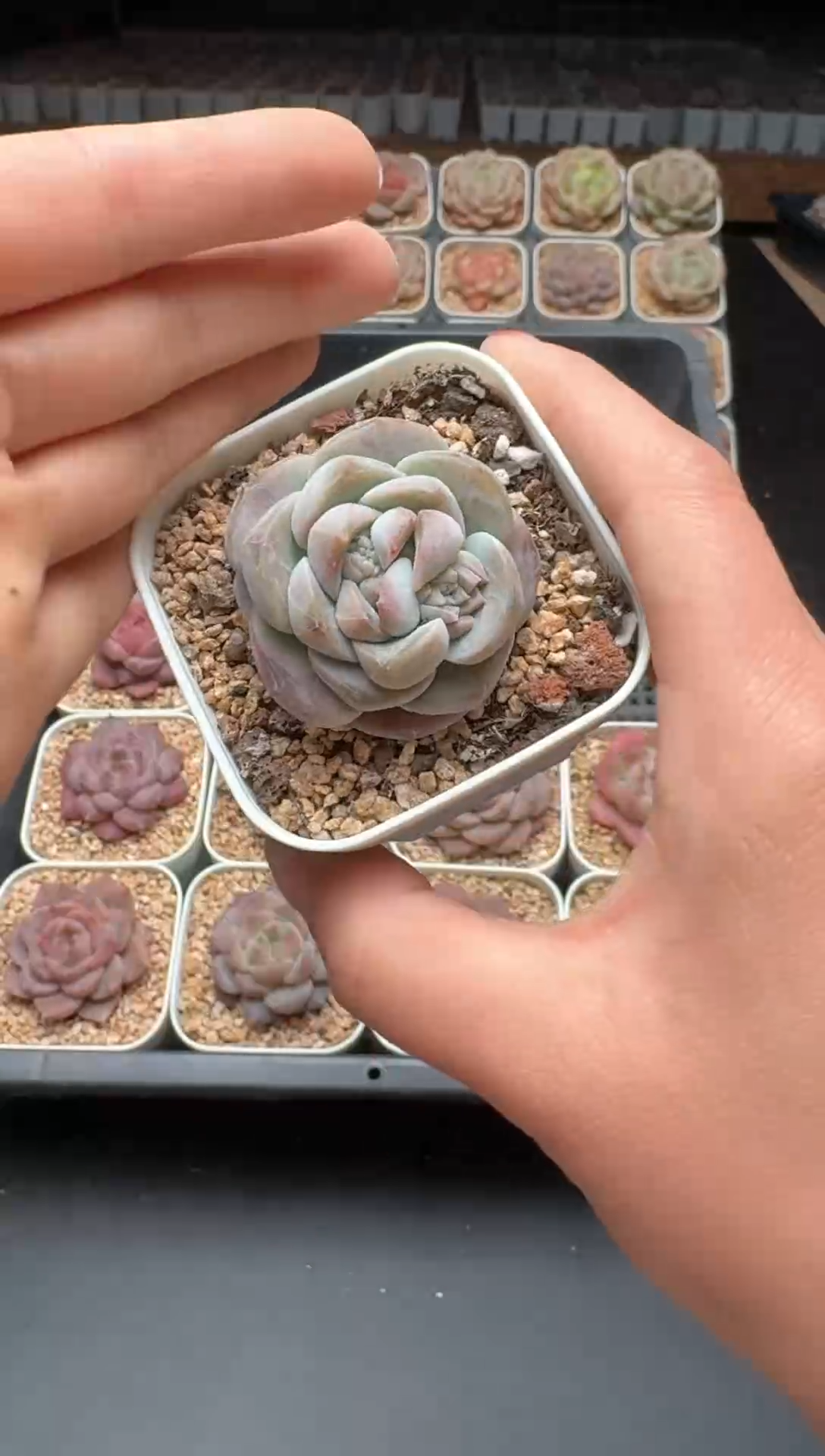 【闪购商品】174号一物一拍珍妮多肉花卉植物3颗起发