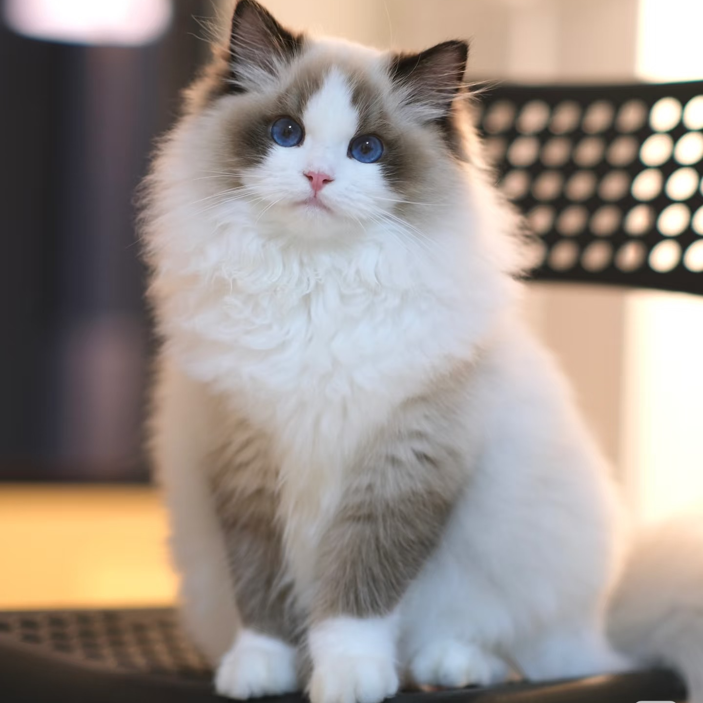 宠物猫幼猫蓝猫幼猫布偶猫银渐层蓝白猫金吉拉幼猫家养宠物猫