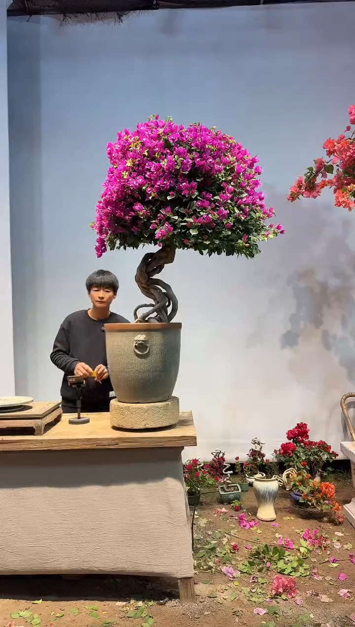 以实际为准慢**男三角梅17