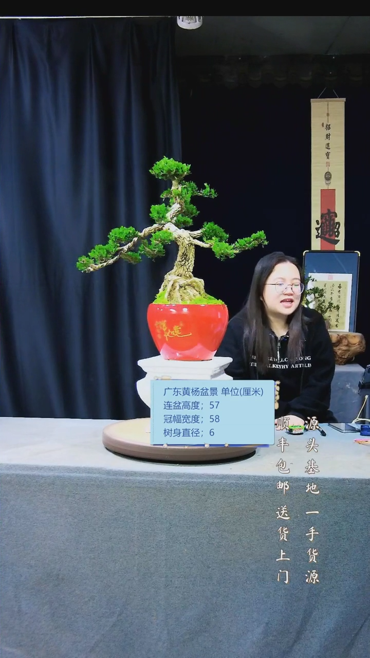 【闪购商品】雀舌黄杨盆景雀舌黄杨盆景