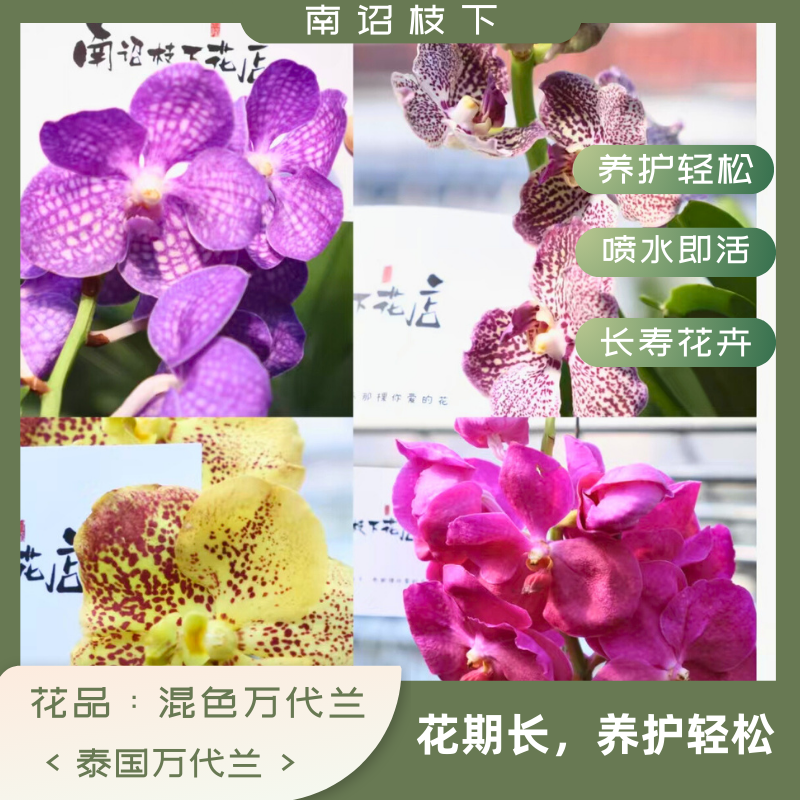 【南诏甄选】直播间一物一拍 万代兰请勿私拍 9.19