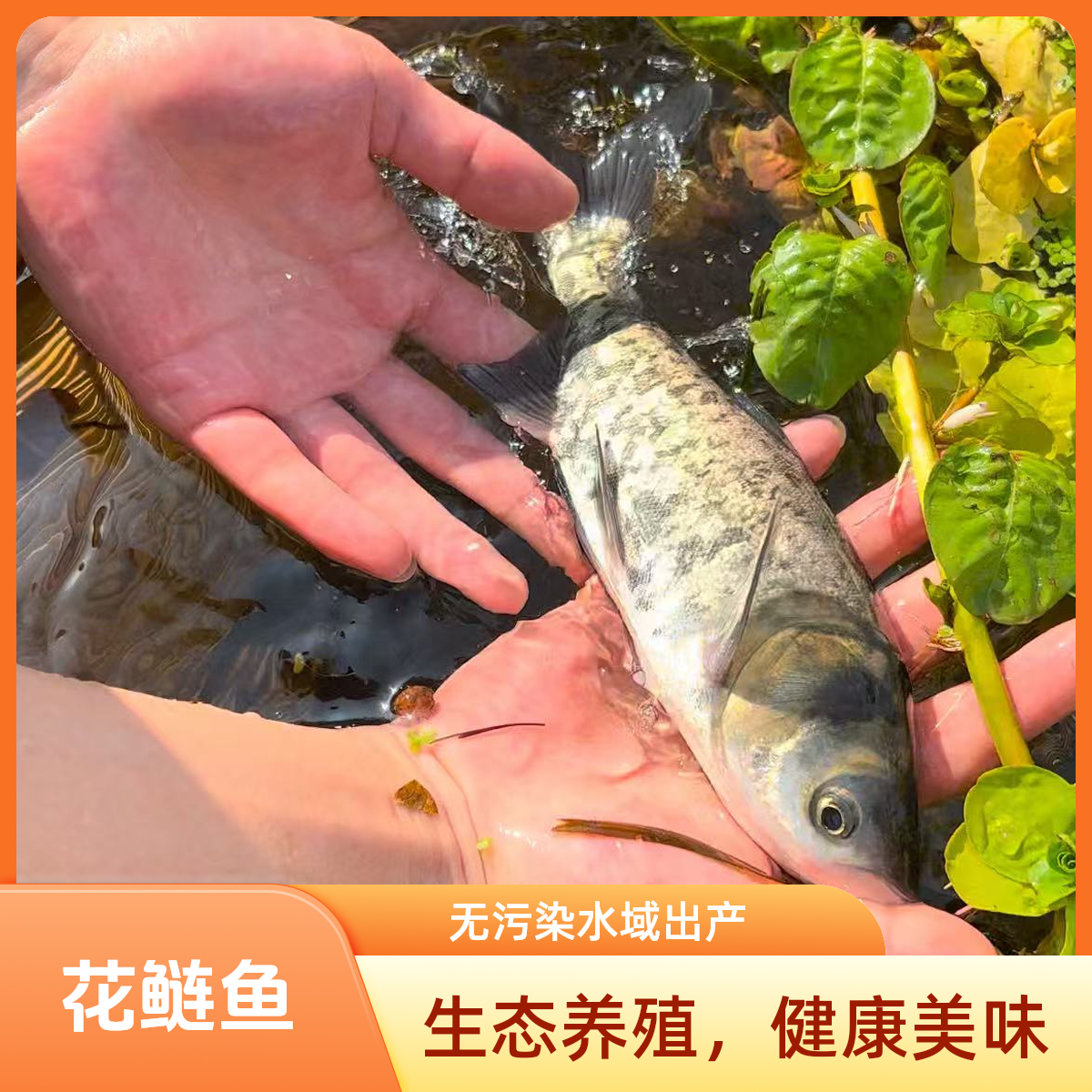 冰鲜现捞 花鲢鱼 生态养殖