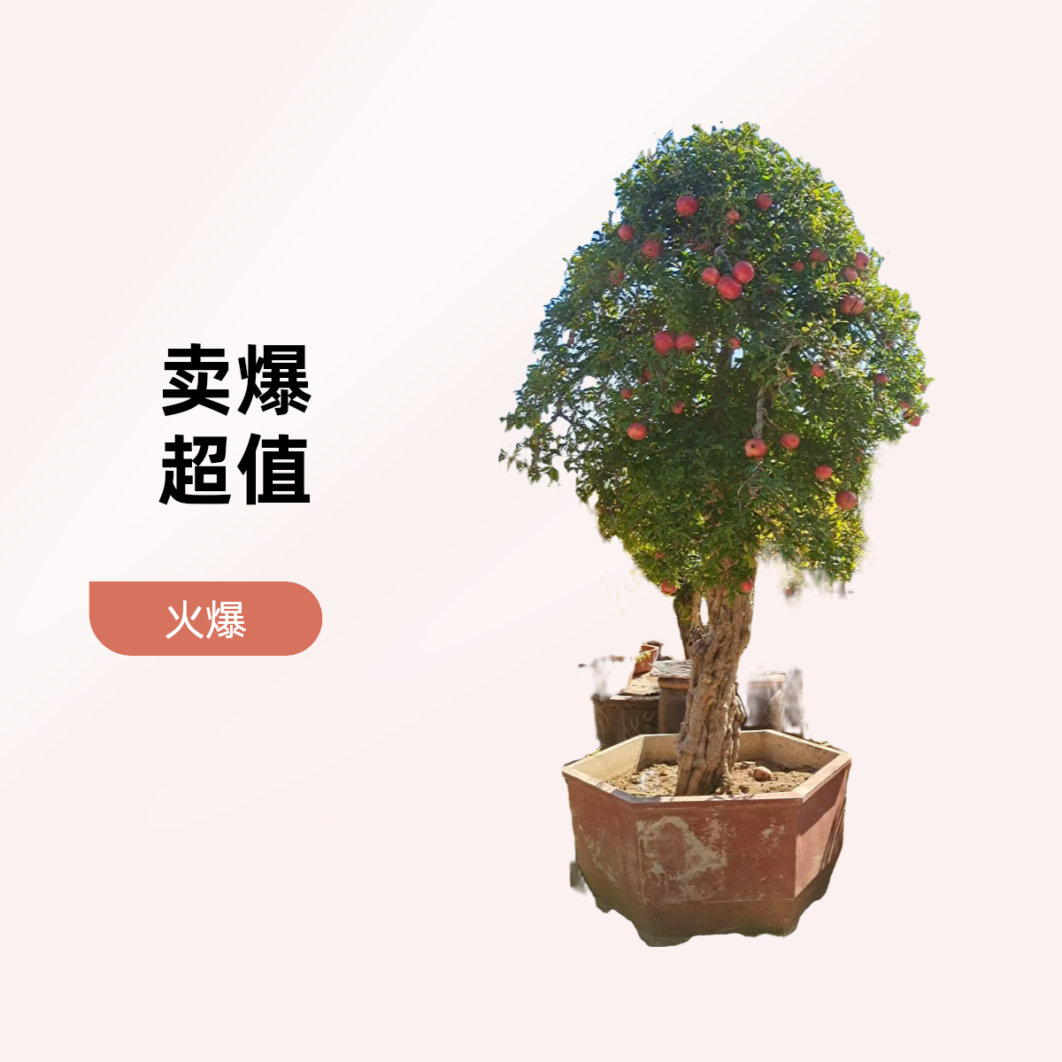 石榴树花（大红袍）庭院必备多子多福