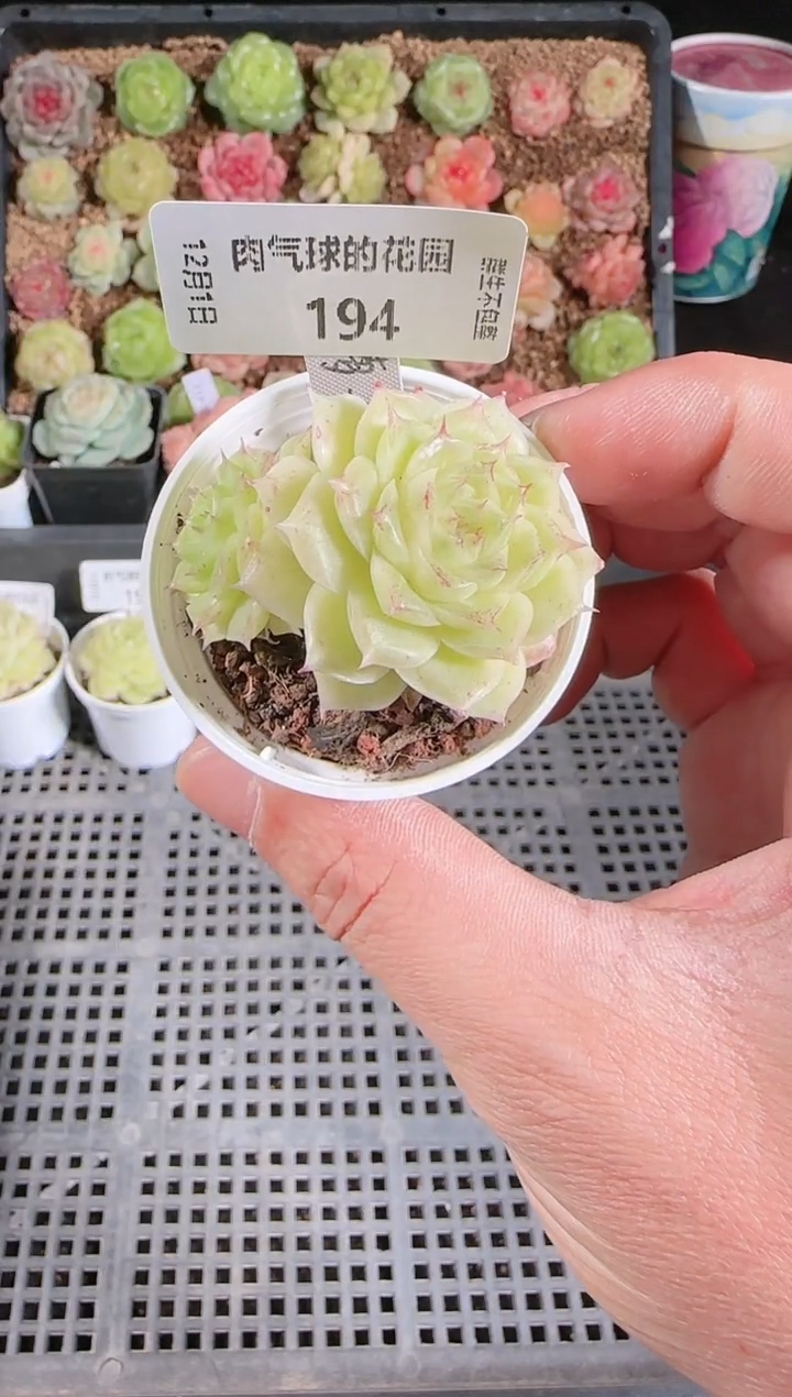  1201-194菠萝23-3多肉群生不包整