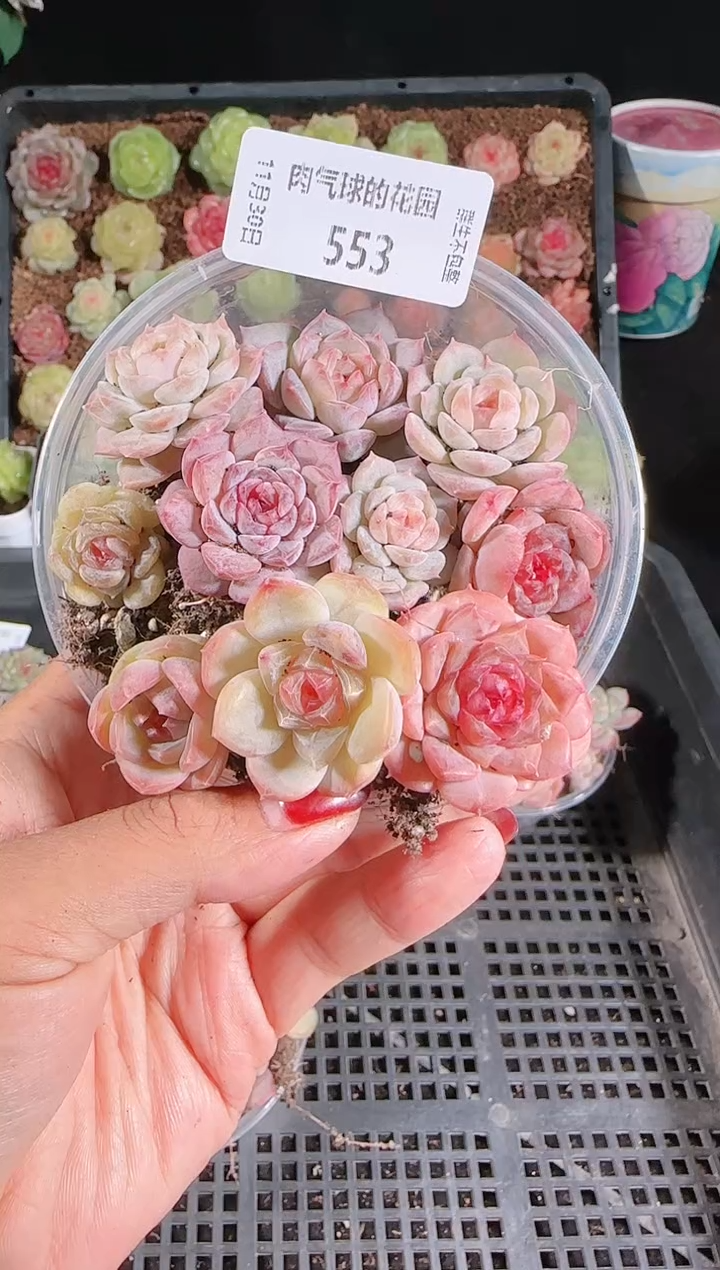 1130-553切糕多肉群生不包整