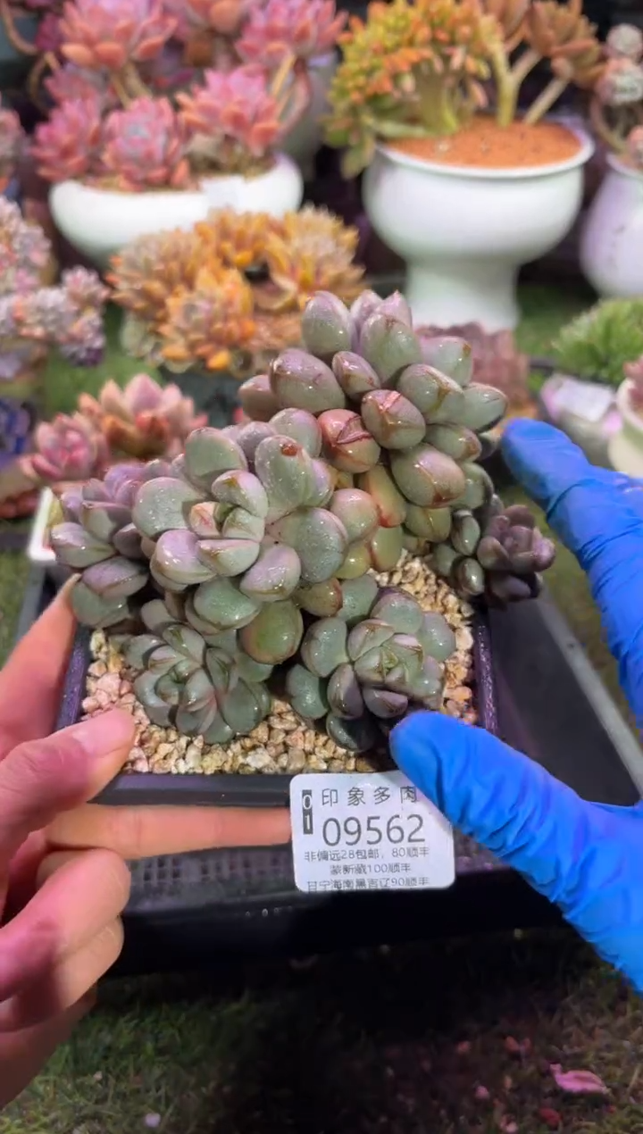 【闪购商品】09562