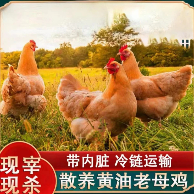 【4只黄油老母鸡】农家散养2年顺丰冷链 买三送1共 净重8-9斤带内脏