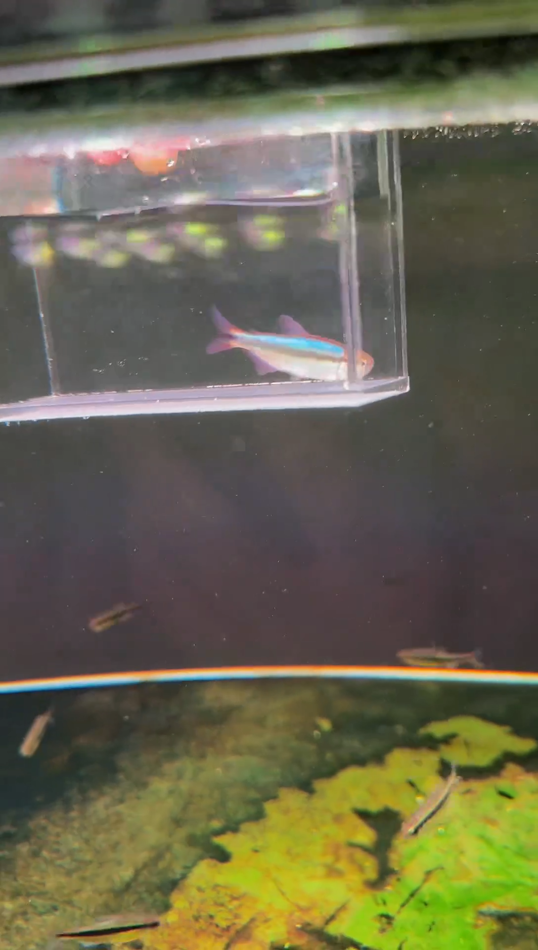 灯科鱼新流域缎带*1
