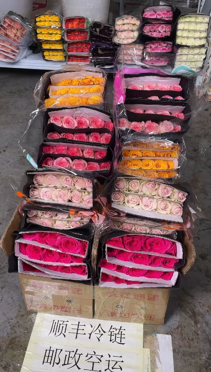 佛洛依德20+粉红雪山20枝+辉煌20枝+艾沙20枝