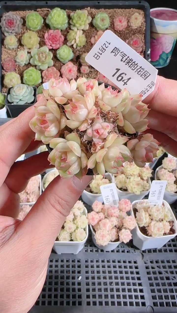  1201-164多肉群生不包整