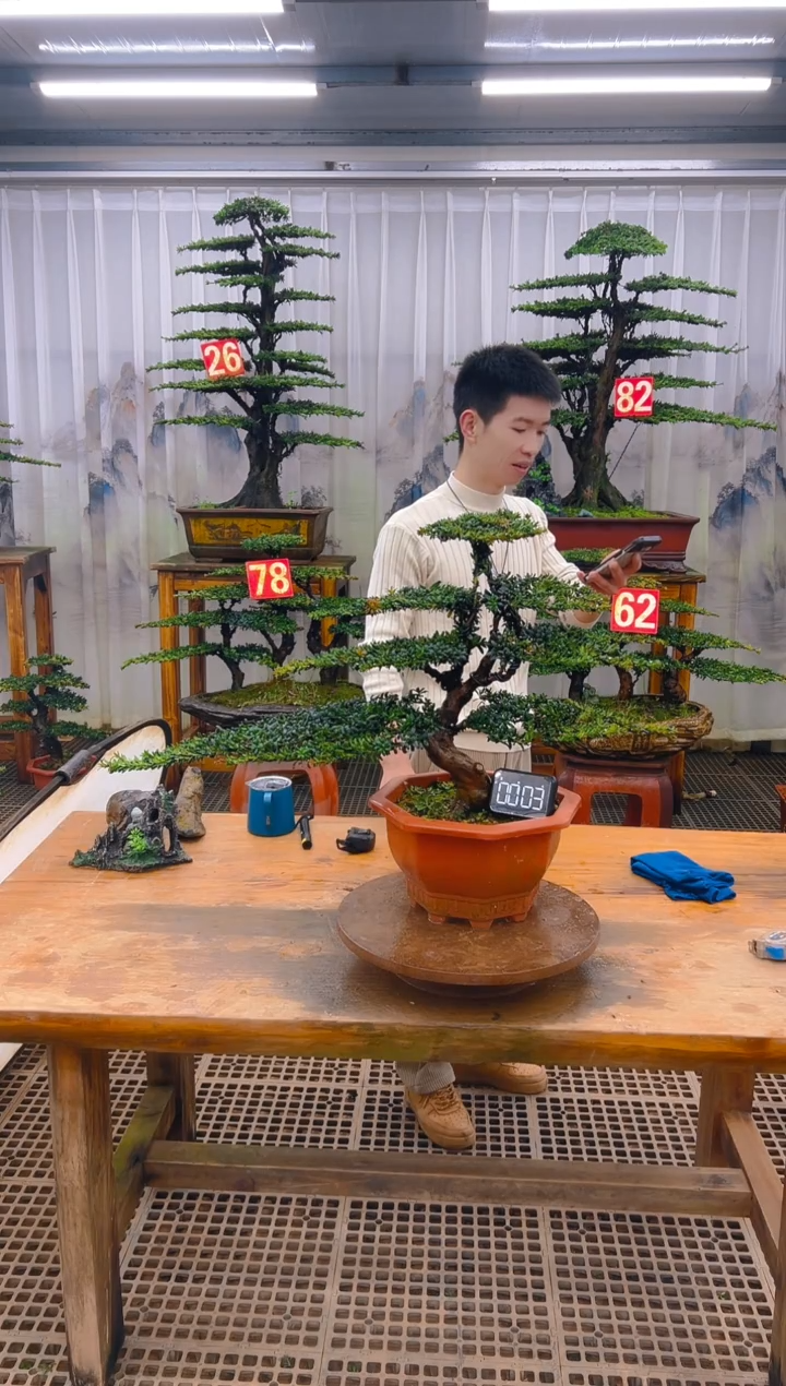 无花朵精品盆景直播间一物一拍