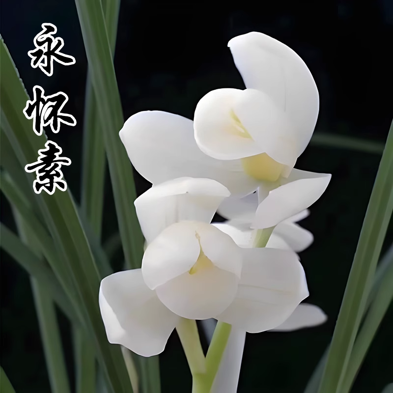 【永怀素】莲瓣兰名品浓香好养易活人工种植