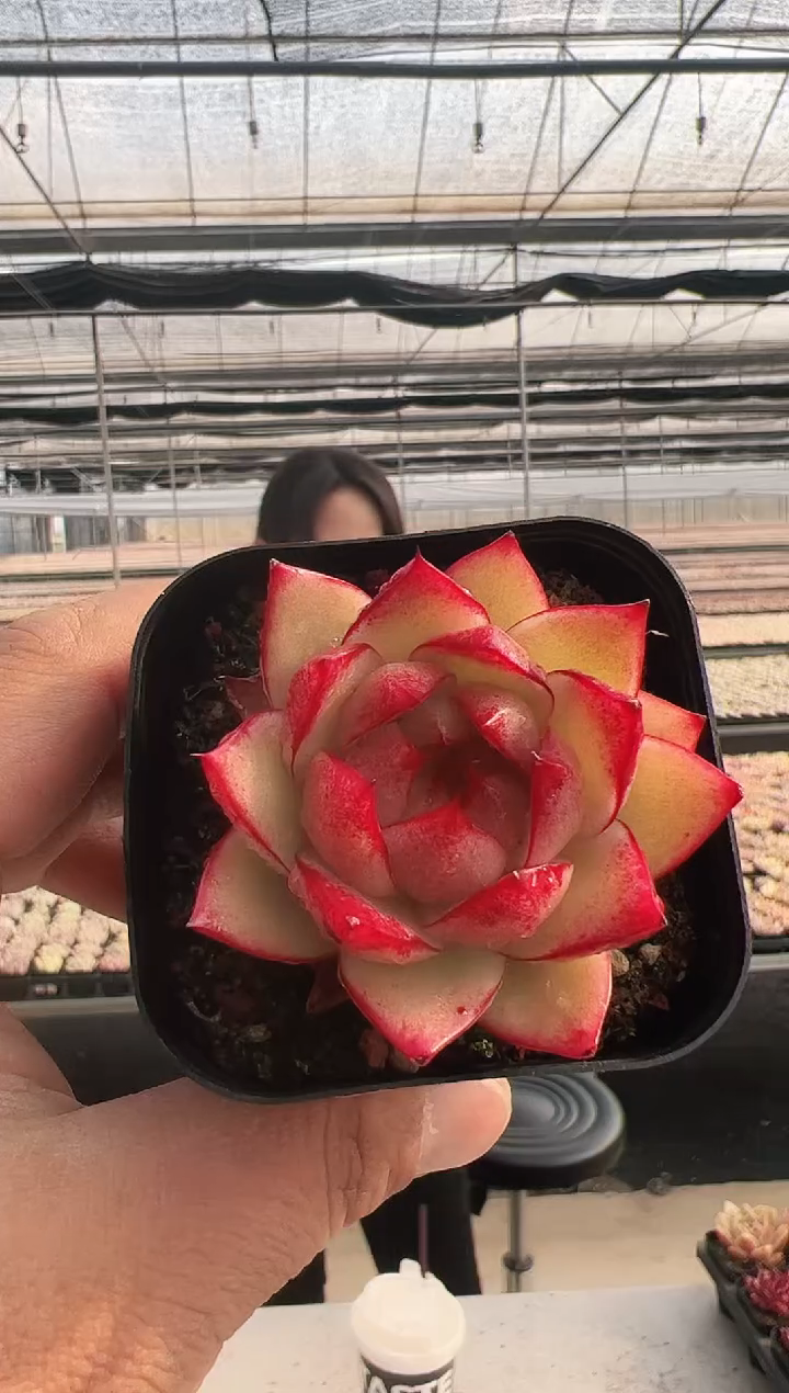 【闪购商品】新款多肉-304