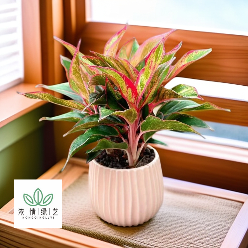 万年红室内绿植彩叶盆栽桌面土壤喜阴四季观叶自然花盆鲜活生长季